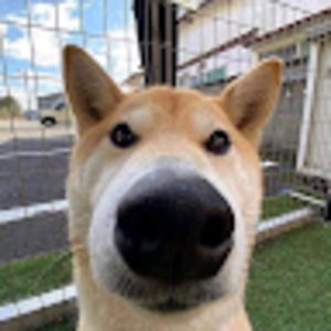 Meet your Posher, Hao